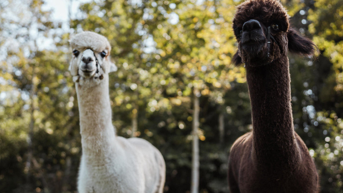 Zwei junge Alpakas, ein helles und ein dunkelbraunes, stehen mit Halfter in einem parkähnlichen, bewaldeten Gebiet und blicken zur Kamera.